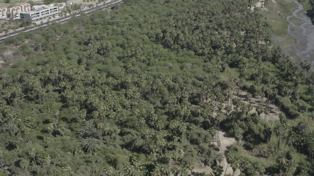 Overhead view of dense green trees with buildings at the upper left edge.