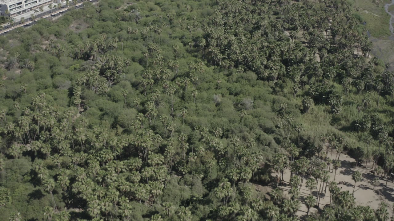 Elevated view over dense green tree canopy with a built edge at the top.