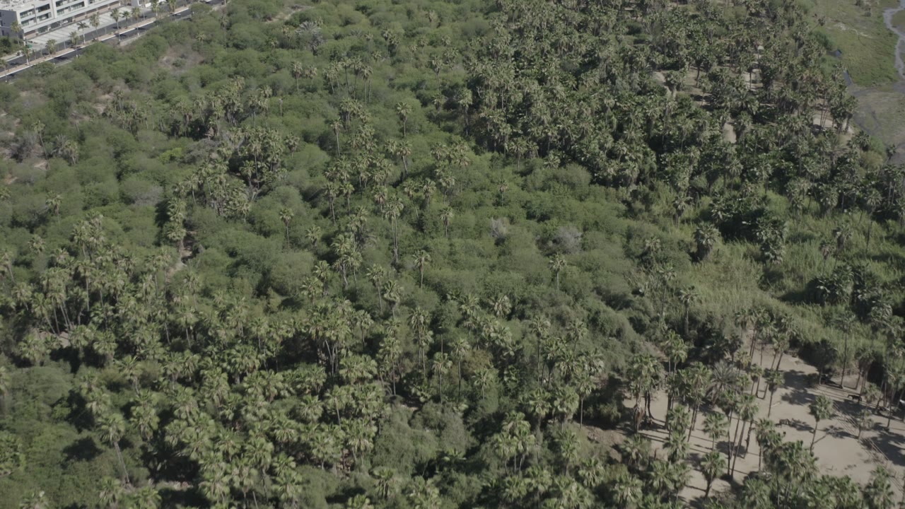 High angle frame from San Jose del Cabo showing a thick mix of palms, leafy trees, scrub patches, pale clearings, and no visible people.