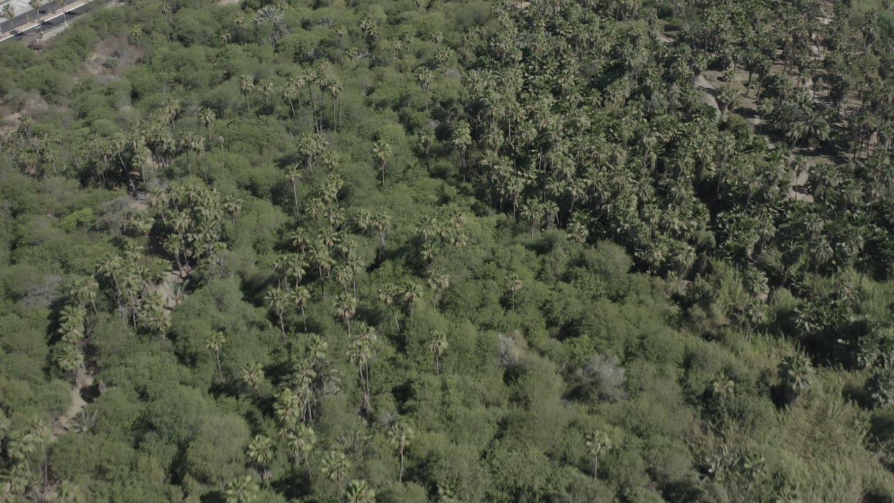 Top-down aerial frame over dense green vegetation in San Jose Del Cabo, Mexico, with dry ground peeking through gaps and no visible people.