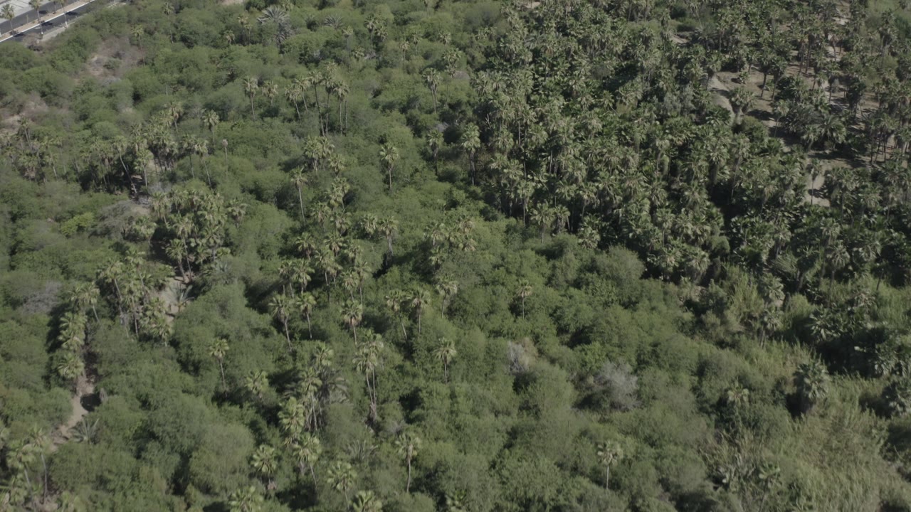 High overhead view in San Jose Del Cabo, Mexico, showing mixed green canopy, scattered palms, dry soil openings, and a small pale road edge, with no visible people.