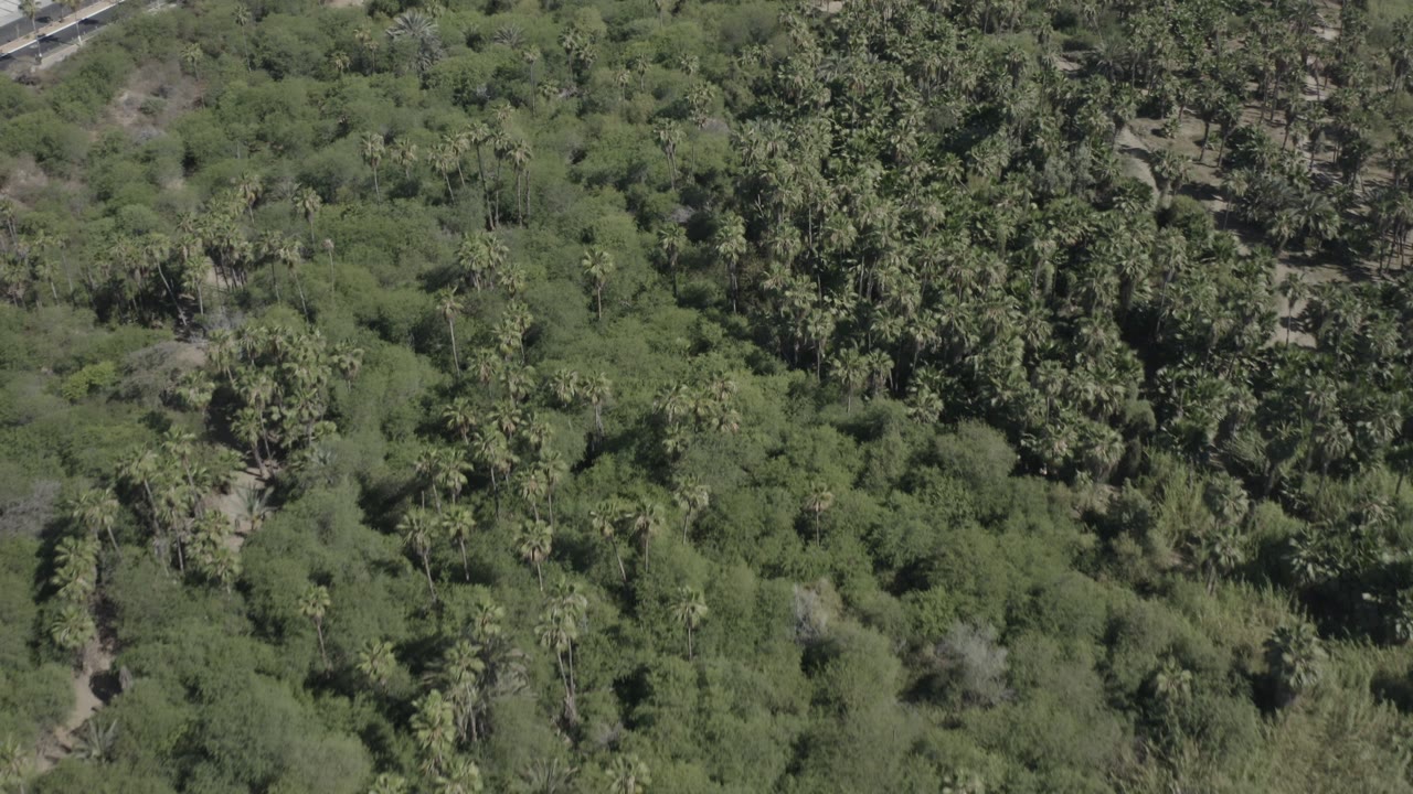 Top-down forest canopy with clustered palms and scrub.