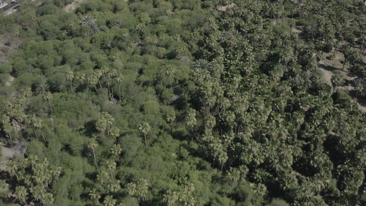 Overhead aerial view of dense green canopy and palms in San Jose del Cabo, Mexico, with small patches of dry ground and no visible people.
