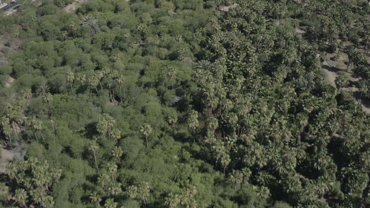 Aerial frame over mixed green foliage and taller palms in San Jose del Cabo, Mexico, with exposed sandy ground visible between trees and no visible people.