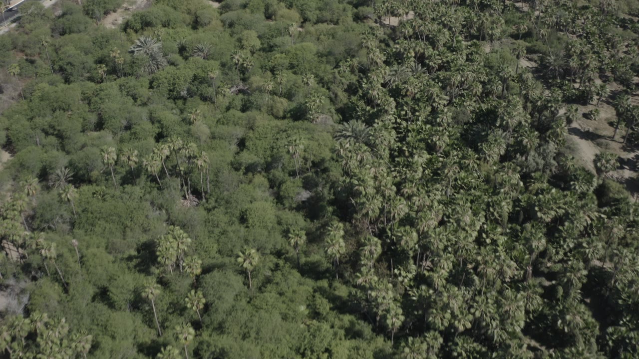 Dense palms and green vegetation from above