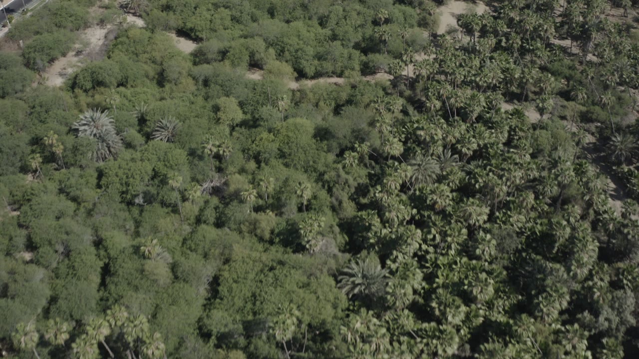 Opening overhead frame in San Jose del Cabo, Mexico, showing green shrubs, palm clusters, pale dirt paths, and a small road edge with no visible people.