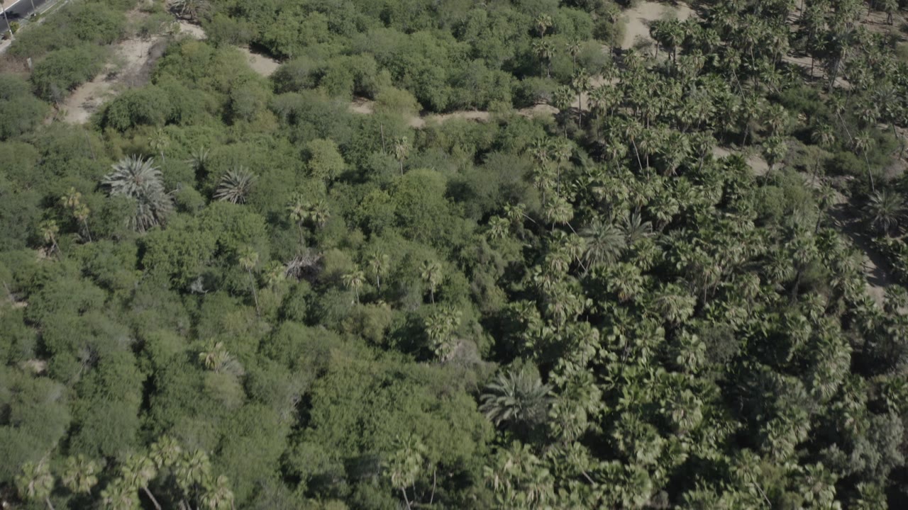 High aerial frame in San Jose del Cabo, Mexico, with dense scrub, several palm crowns, pale exposed ground, and no visible people.