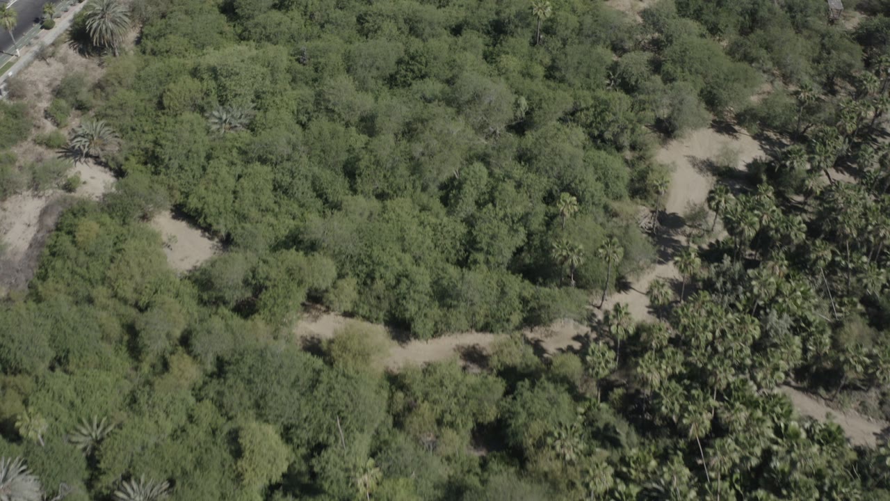 Overhead view of dense green trees with sandy clearings and a road edge.