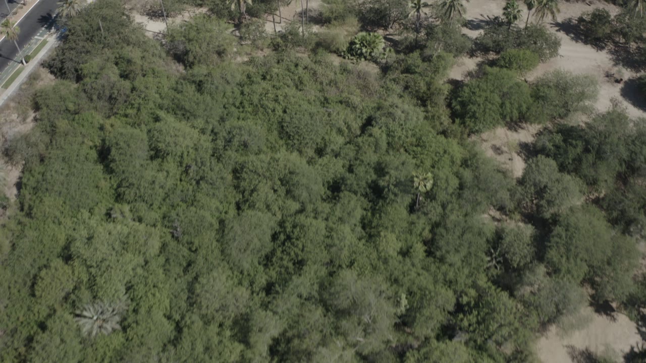 Overhead drone frame in San Jose del Cabo showing dense green brush, scattered palms, sandy ground, and a paved road along the upper left, with no visible people.