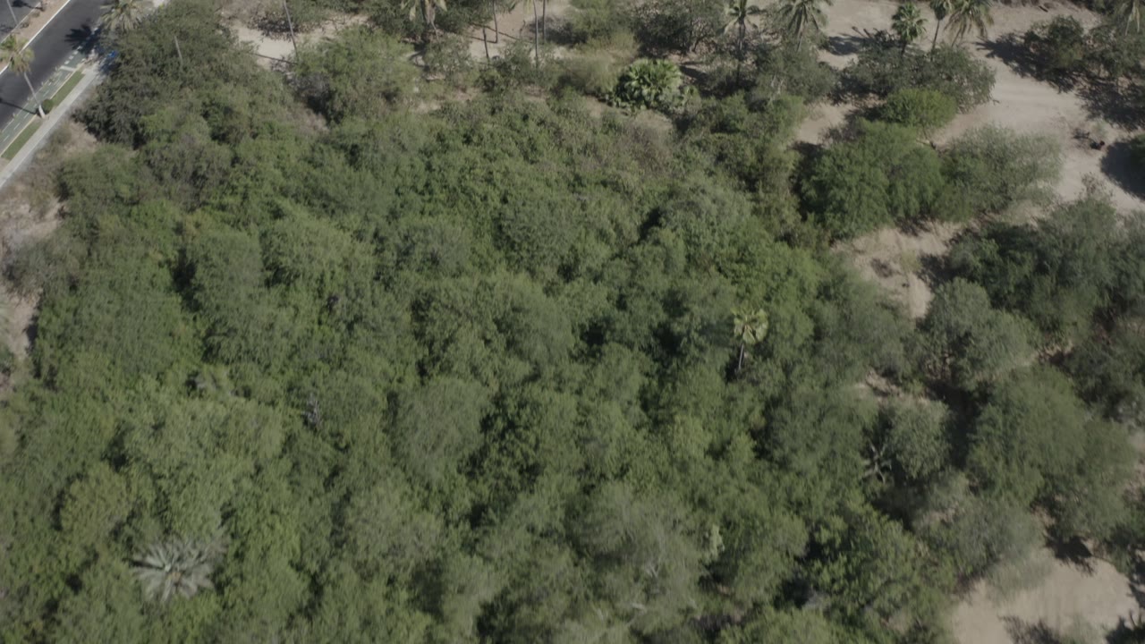 Aerial frame over San Jose del Cabo brushland, with thick green vegetation filling most of the image and a small paved road segment near the top, with no visible people.
