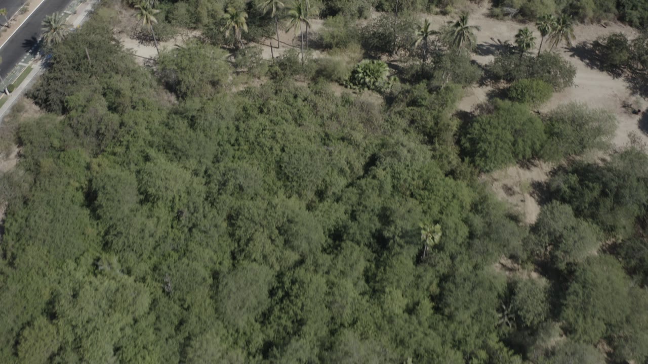 Top-down drone view of brush, palms, sandy paths, and a road corner.