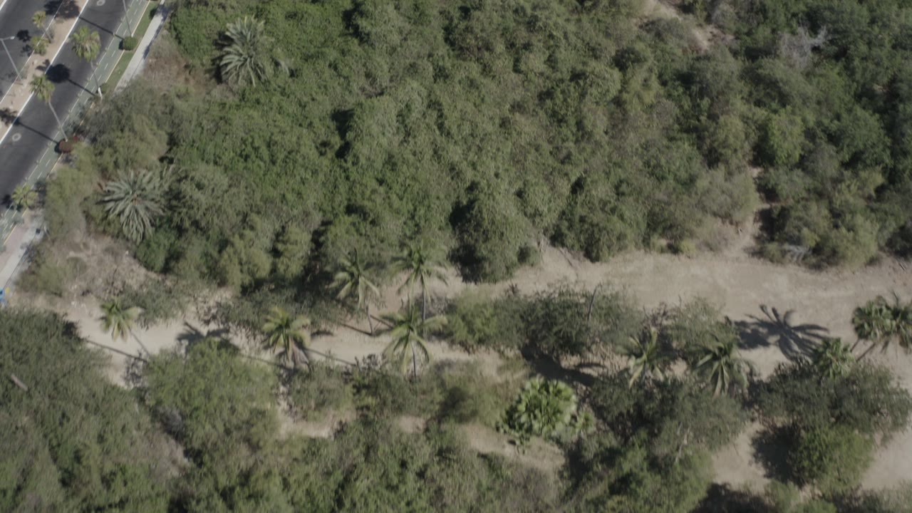 Overhead aerial frame in San Jose Del Cabo, Mexico, showing dense green trees, several palms, pale dirt paths, and part of a paved road, with no visible people.