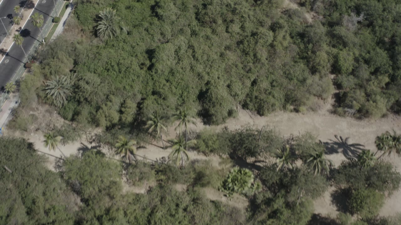 Aerial view in San Jose Del Cabo, Mexico, with a pale dirt track cutting across thick green vegetation and a paved road visible near the upper edge, with no visible people.
