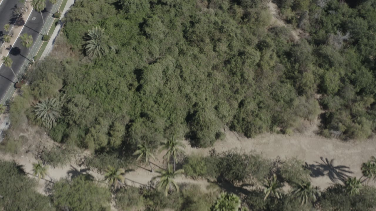 Top-down view of forest, palms, and a road beside the trees.