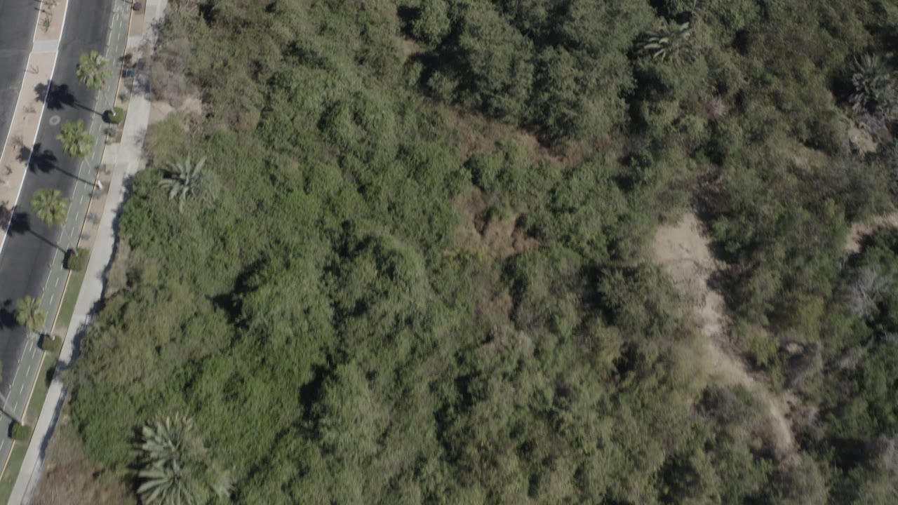 Top-down drone frame in San Jose Del Cabo, Mexico, showing dense green canopy, palms, dry patches, and a paved road along the left edge with no visible people.