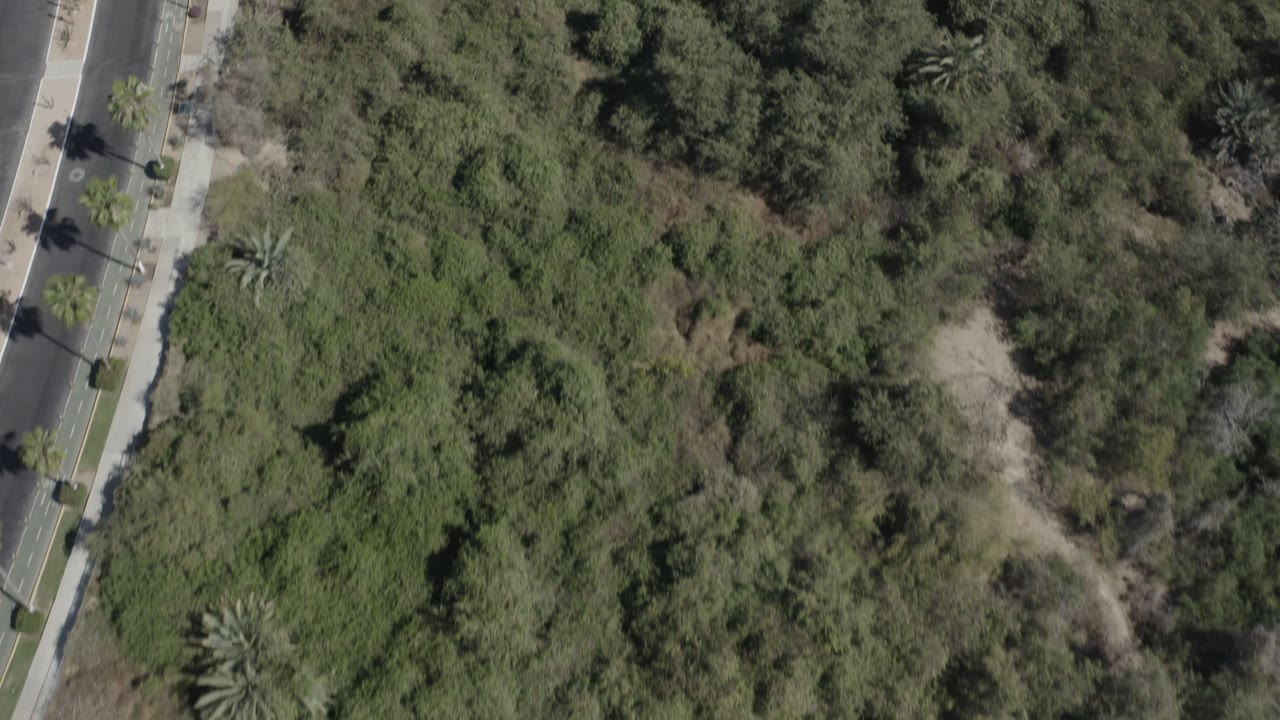 Overhead San Jose Del Cabo frame with thick green trees filling most of the view and a straight paved road and sidewalk running down the right side, with no visible people.