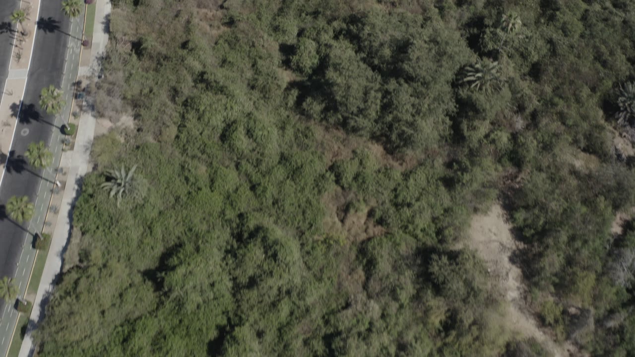 Tree canopy with palms and sandy clearings near a roadside.