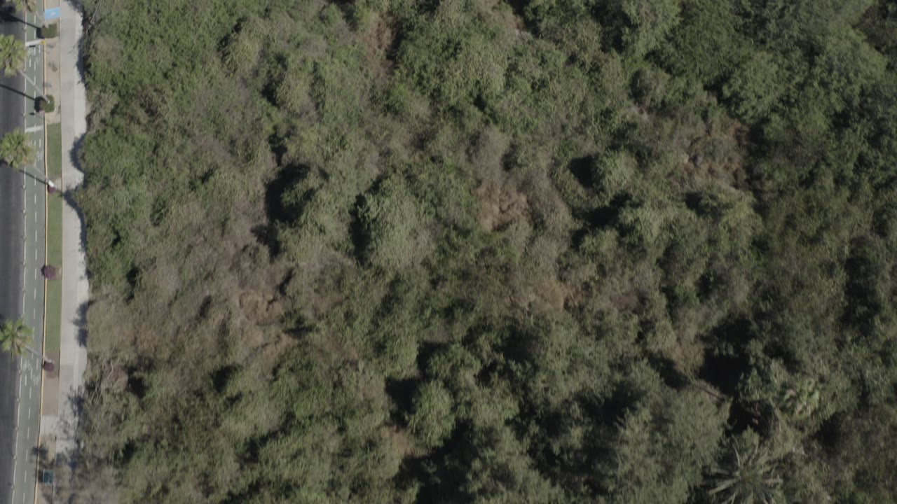 Straight-down aerial view of green and brown tree canopy in San Jose del Cabo, Mexico, with a paved road edge at left and no visible people.