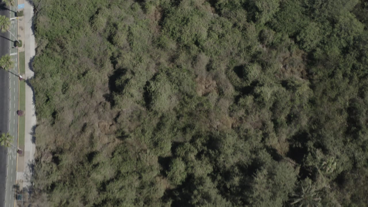 Overhead aerial frame of scrubby green vegetation in San Jose del Cabo, Mexico, with the paved road shifted to the right edge and no visible people.