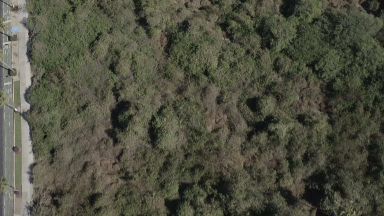 Dense overhead treetops with a narrow paved edge at left.