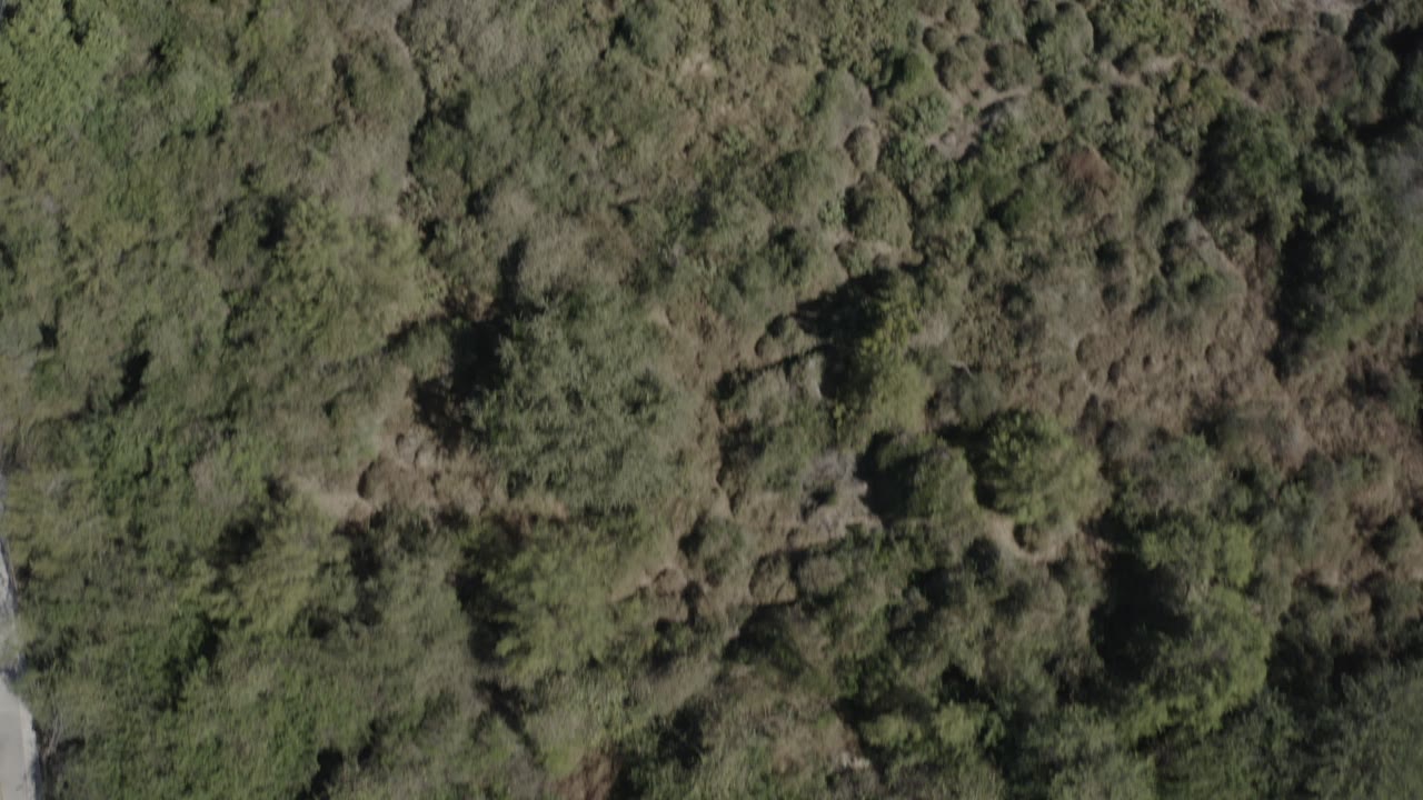 Top-down aerial frame over wooded scrubland in San Jose del Cabo, Mexico, with dense green vegetation, darker tree shadows, and no visible people.