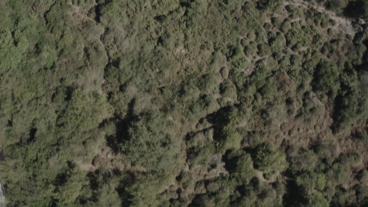 Top-down wooded area with dense trees and brush.