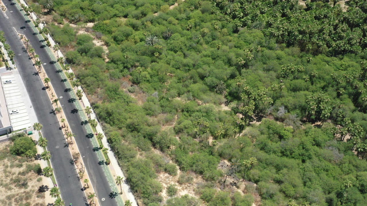 Opening aerial frame in San Jose del Cabo, Mexico, with a paved road on the left, dense green brush across the center, dry ground patches, and no visible people.