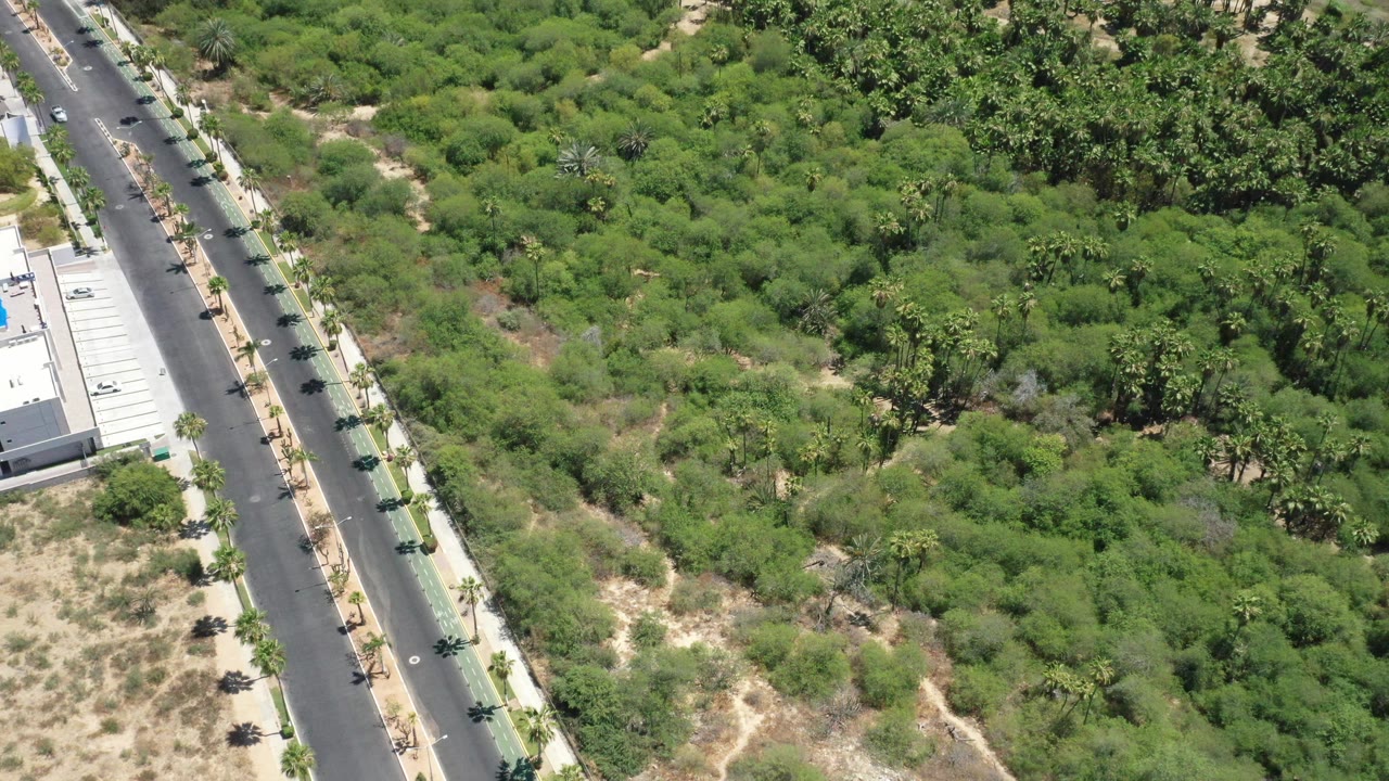 Aerial frame over San Jose Del Cabo, Mexico, with the road closer to center, sidewalks and small palms lining it, and a white house with a blue pool at the lower edge, no visible people.