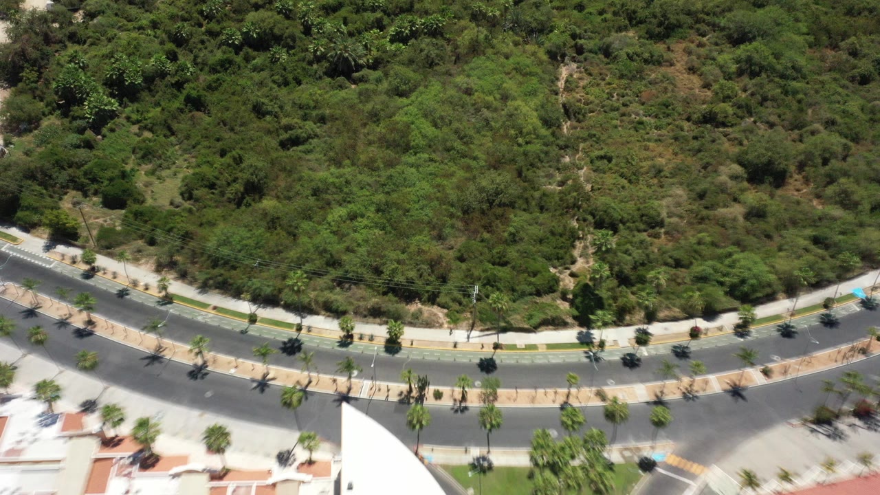 High aerial view in San Jose del Cabo, Mexico, showing dense green vegetation above a curved road, palm-lined sidewalk, and light rooftops, with no visible people.