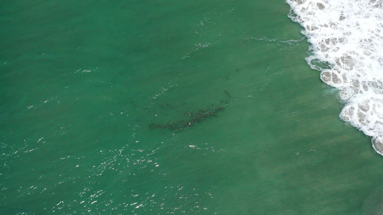 Top-down San Jose Del Cabo surf frame with green water, white foam entering from the upper right, and a dark animal cluster beneath the surface, no visible people.