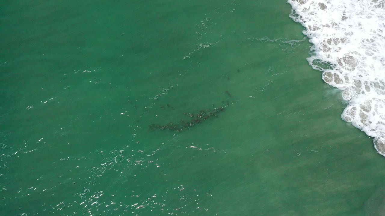 Aerial San Jose Del Cabo water view with the white wave edge high on the right and the dark animal group slightly lower in the green shallows, no visible people.