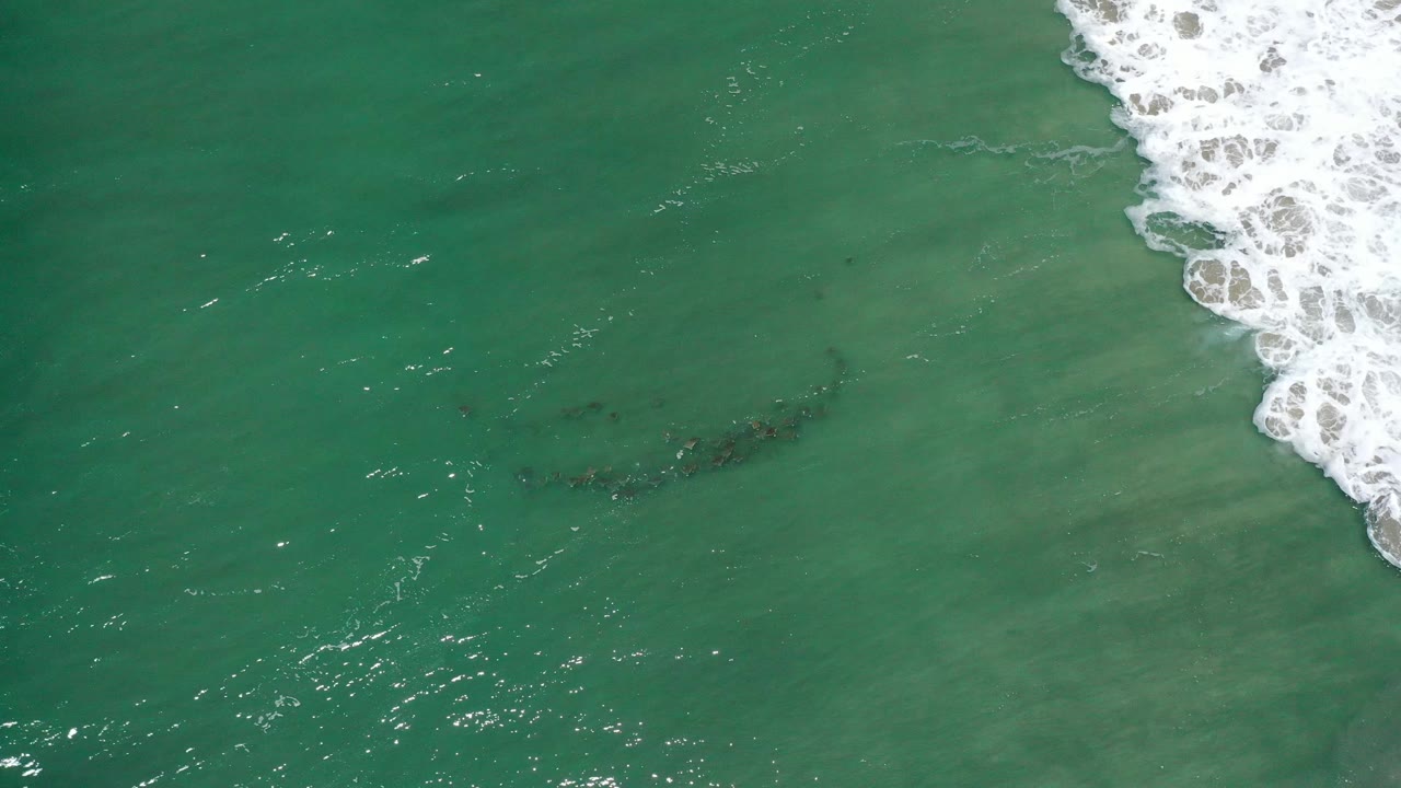 Overhead green water with a dark animal group beside breaking foam