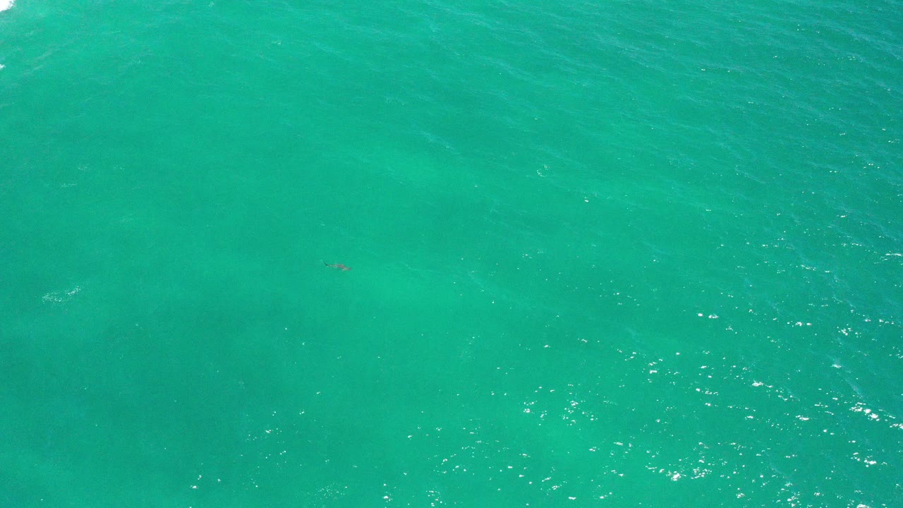 Open green-blue water in San Jose Del Cabo, Mexico shows brighter sun flecks across the ripples and a small animal shape near the surface, with no visible people.