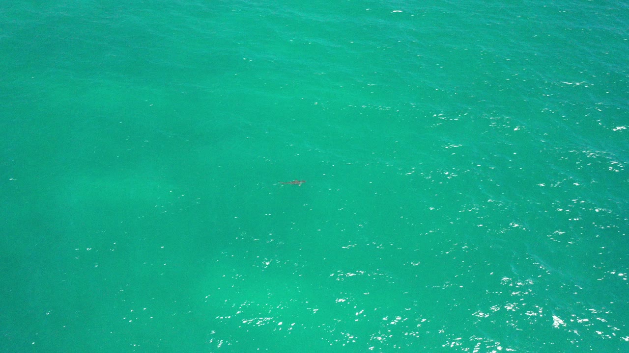Turquoise ocean surface with a tiny dark animal near the upper left.