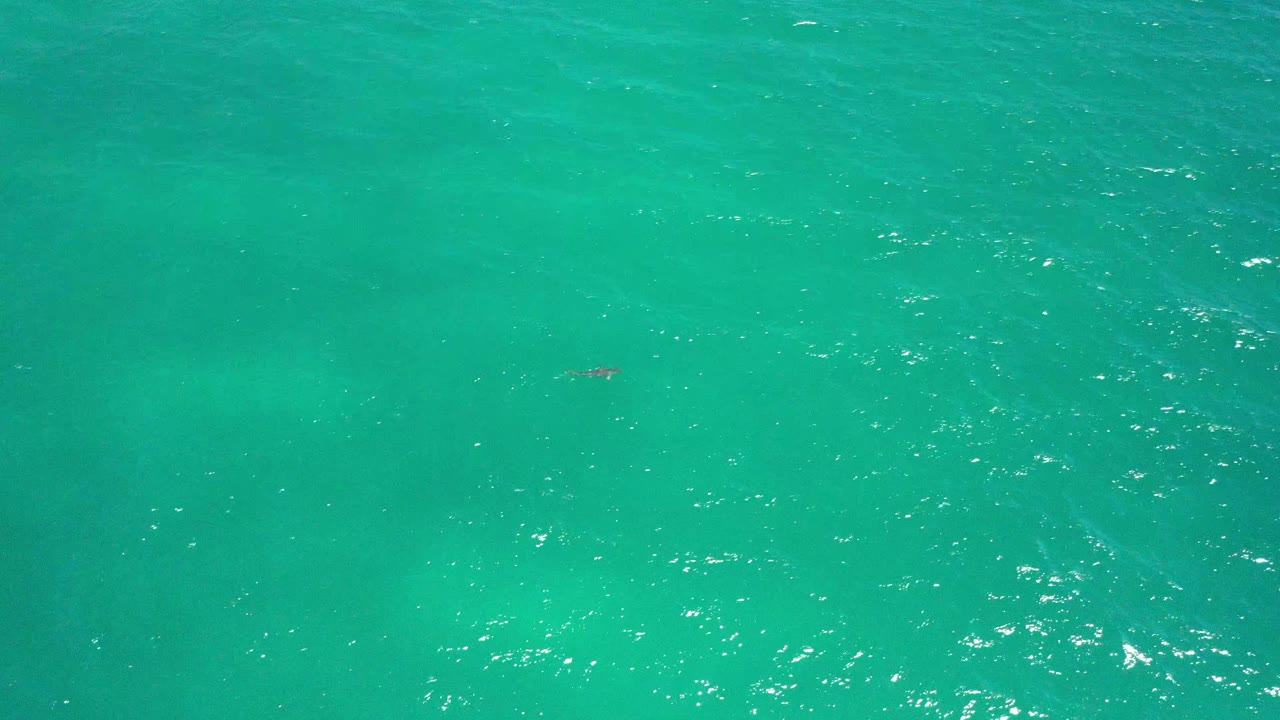 Turquoise ocean surface in San Jose Del Cabo, Mexico, with soft wave texture and a small dark animal near the upper center, no visible people.