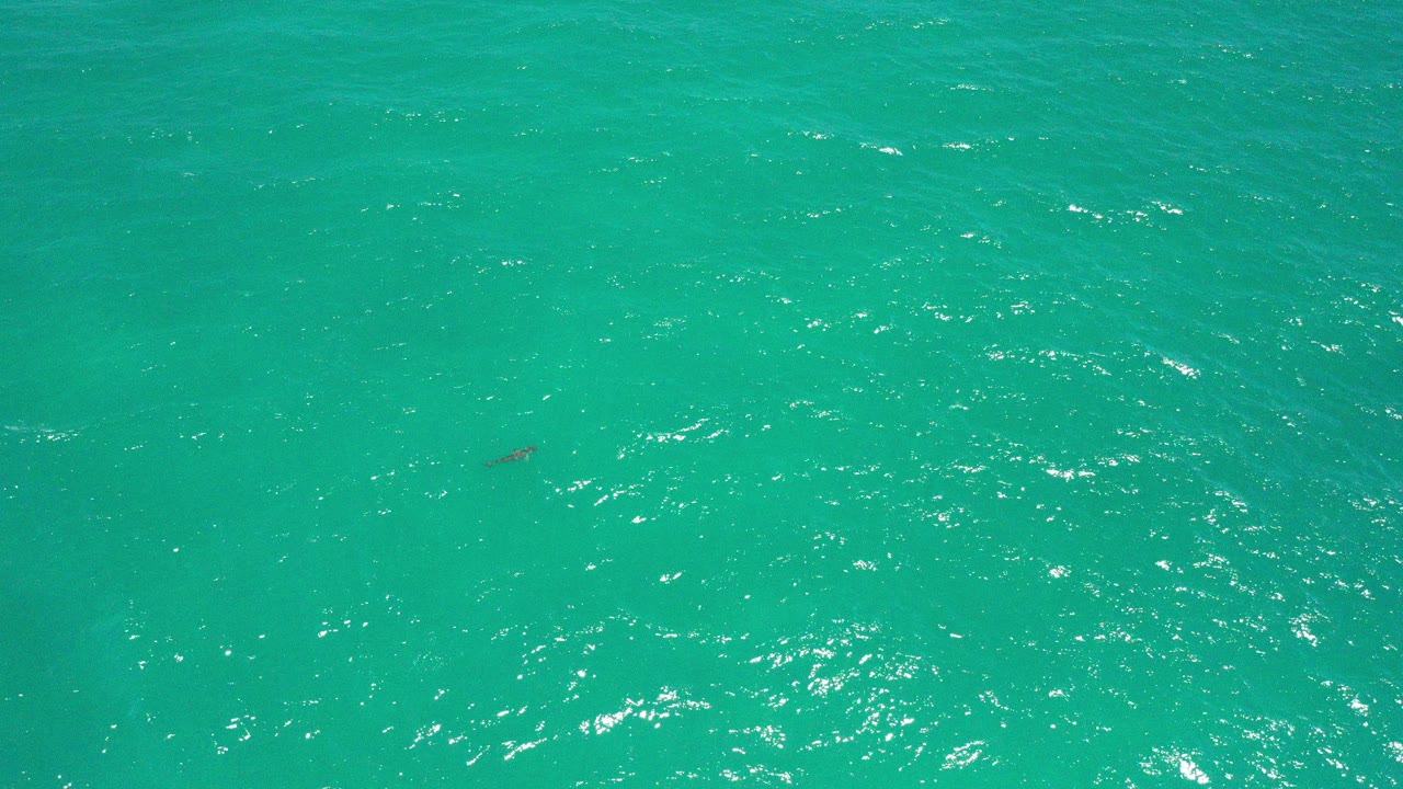 Turquoise water in San Jose del Cabo with a small dark shark shape near the left side and no visible people.