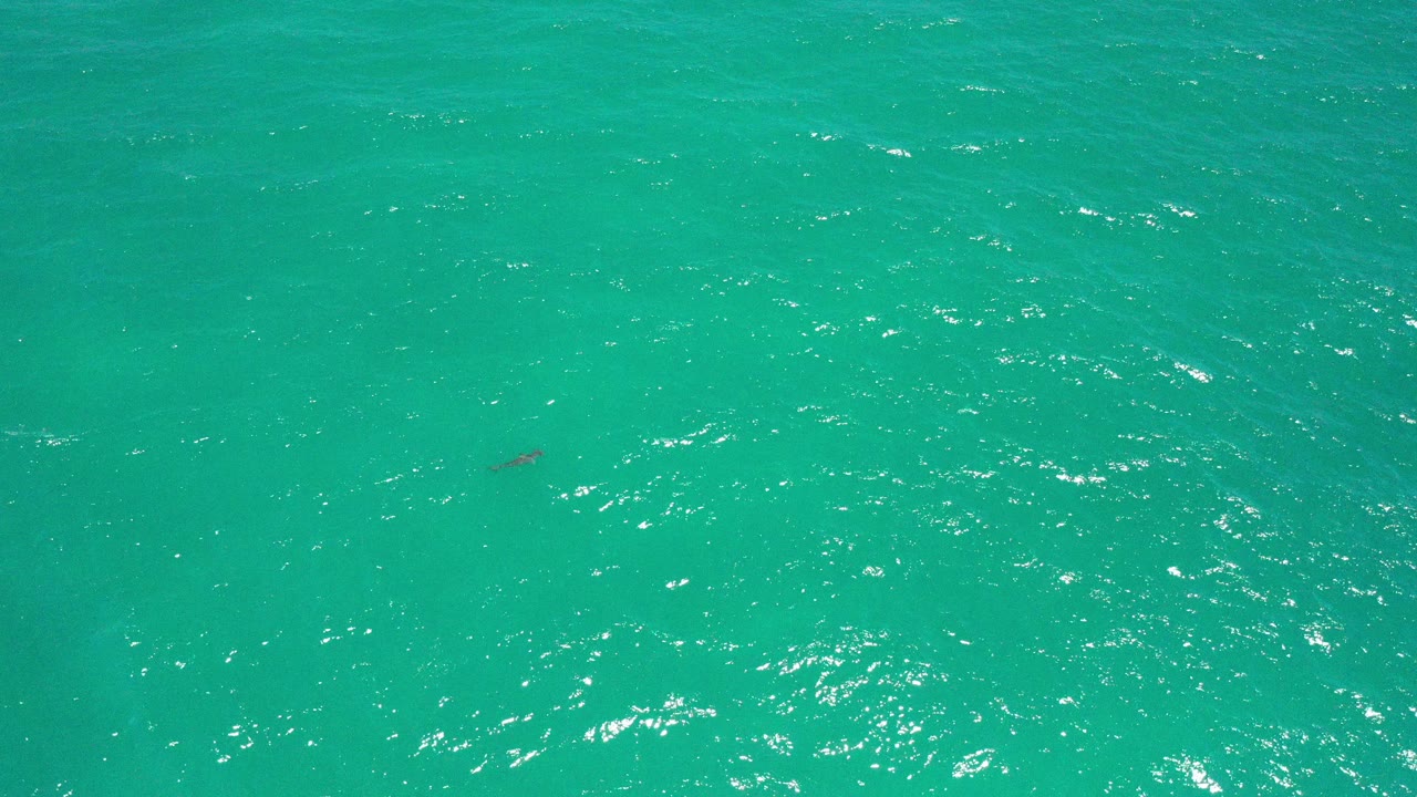 Sunlit turquoise ocean in San Jose del Cabo with the shark faintly visible below the rippled surface, no visible people.