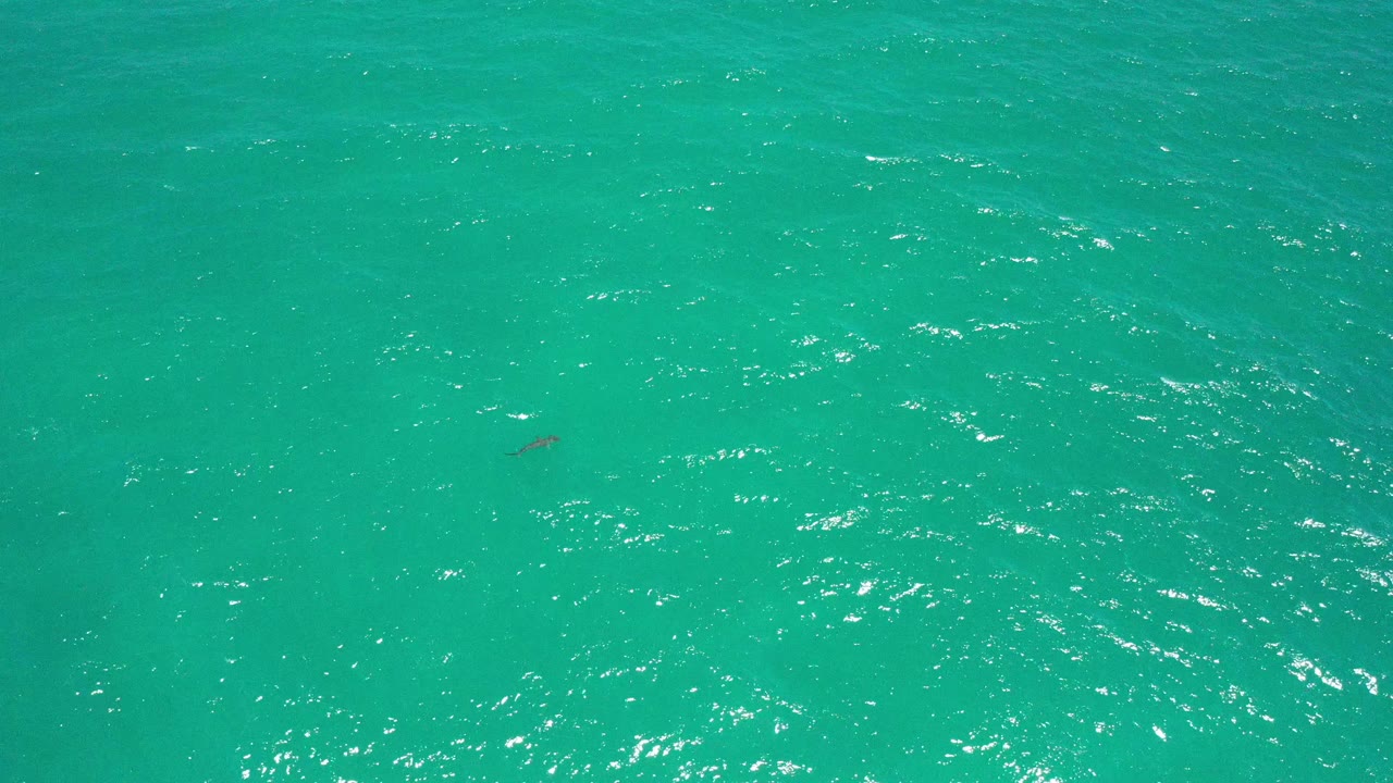 Open turquoise water with a small shark shape near the upper middle area.