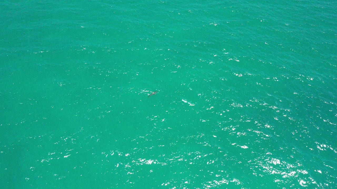 Blue-green ocean surface with small sunlit ripples.