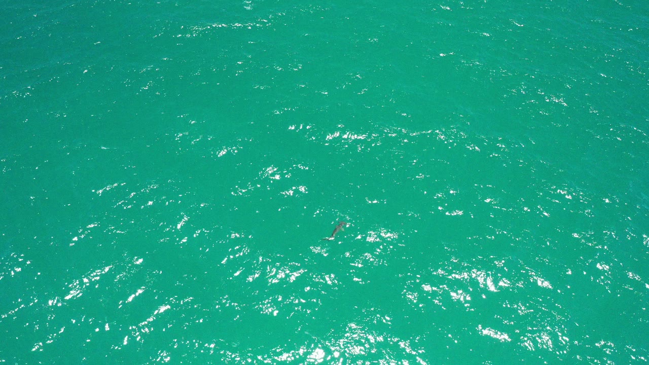 Wide overhead view of turquoise sea in San Jose Del Cabo with a small dark shark shape near the left side and no visible people.