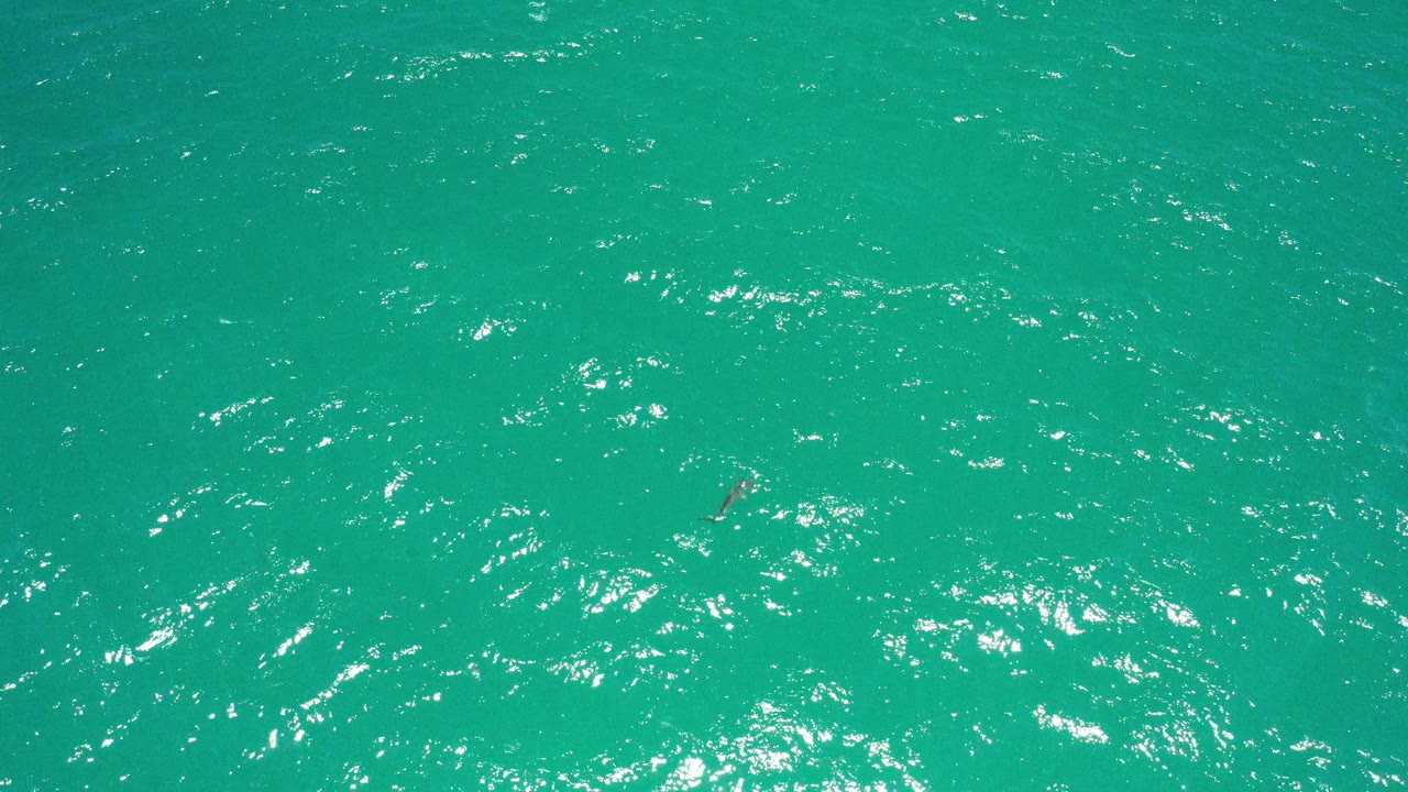Overhead San Jose Del Cabo water frame with the shark slightly higher in the composition amid bright ripples and no visible people.