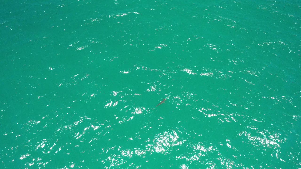 Open turquoise water with a small shark shape left of center.
