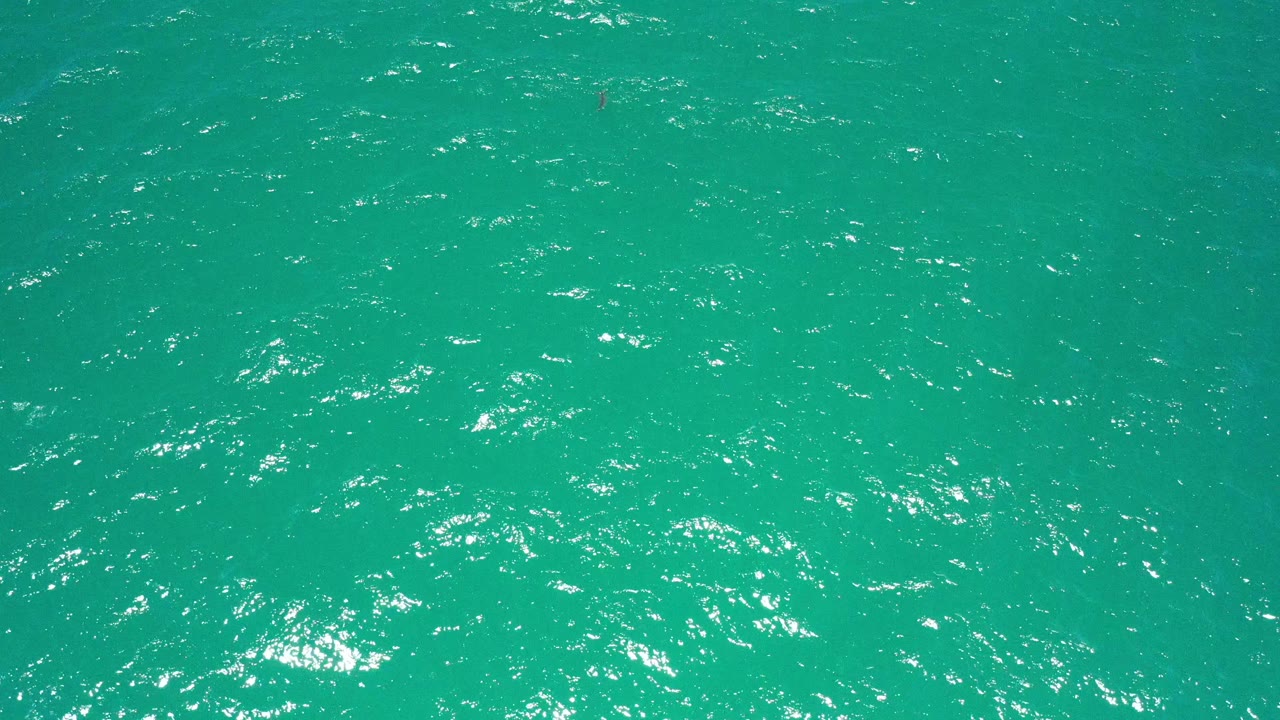 Open green water with ripples spread across the frame.
