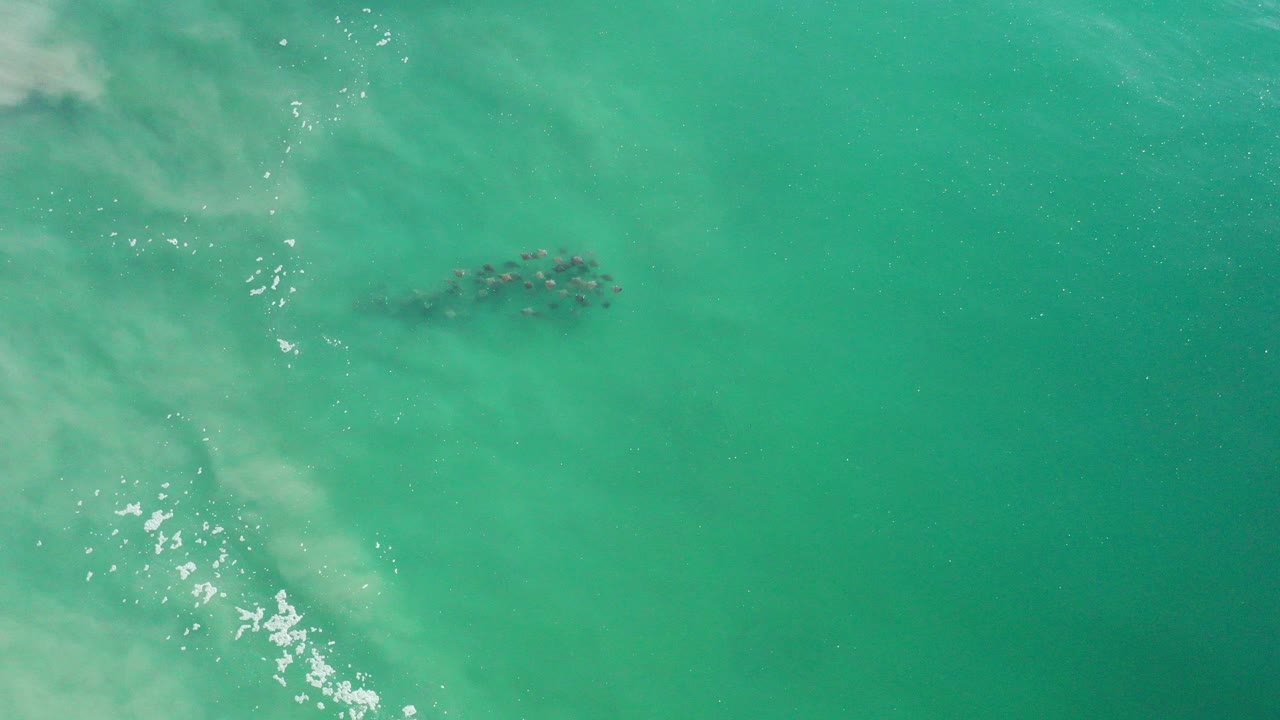 Overhead frame from Los Cabos, Mexico showing a small group of dolphins as dark shapes beneath turquoise water, with pale surf texture on the left and no visible people.