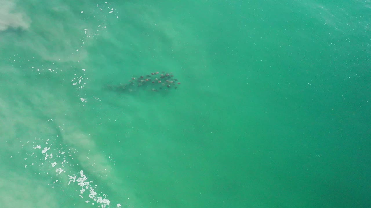 Aerial view in Los Cabos, Mexico with the dolphin group slightly right of center under green-blue water, beside a vertical band of lighter foam and no visible people.