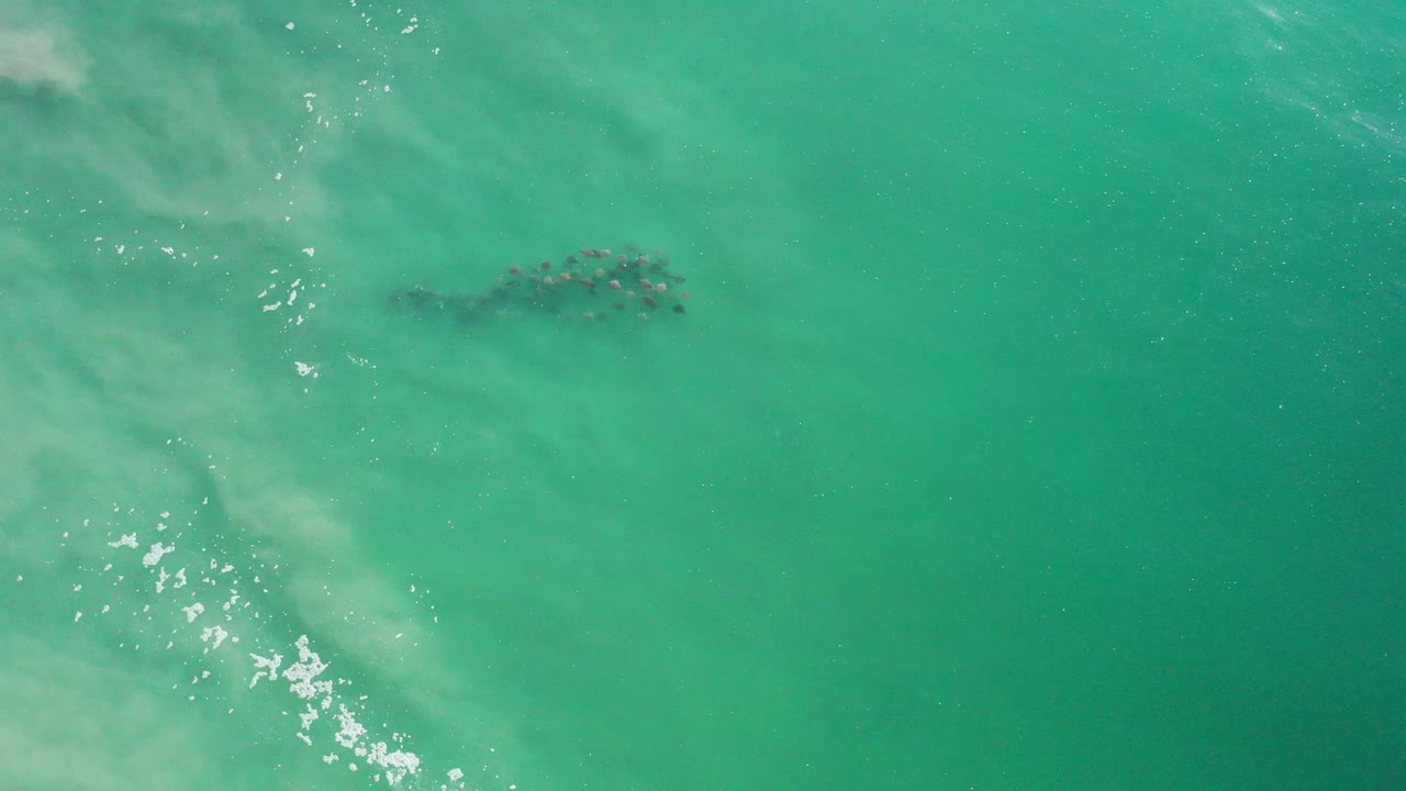 Dolphin group beneath turquoise water with scattered reflections.