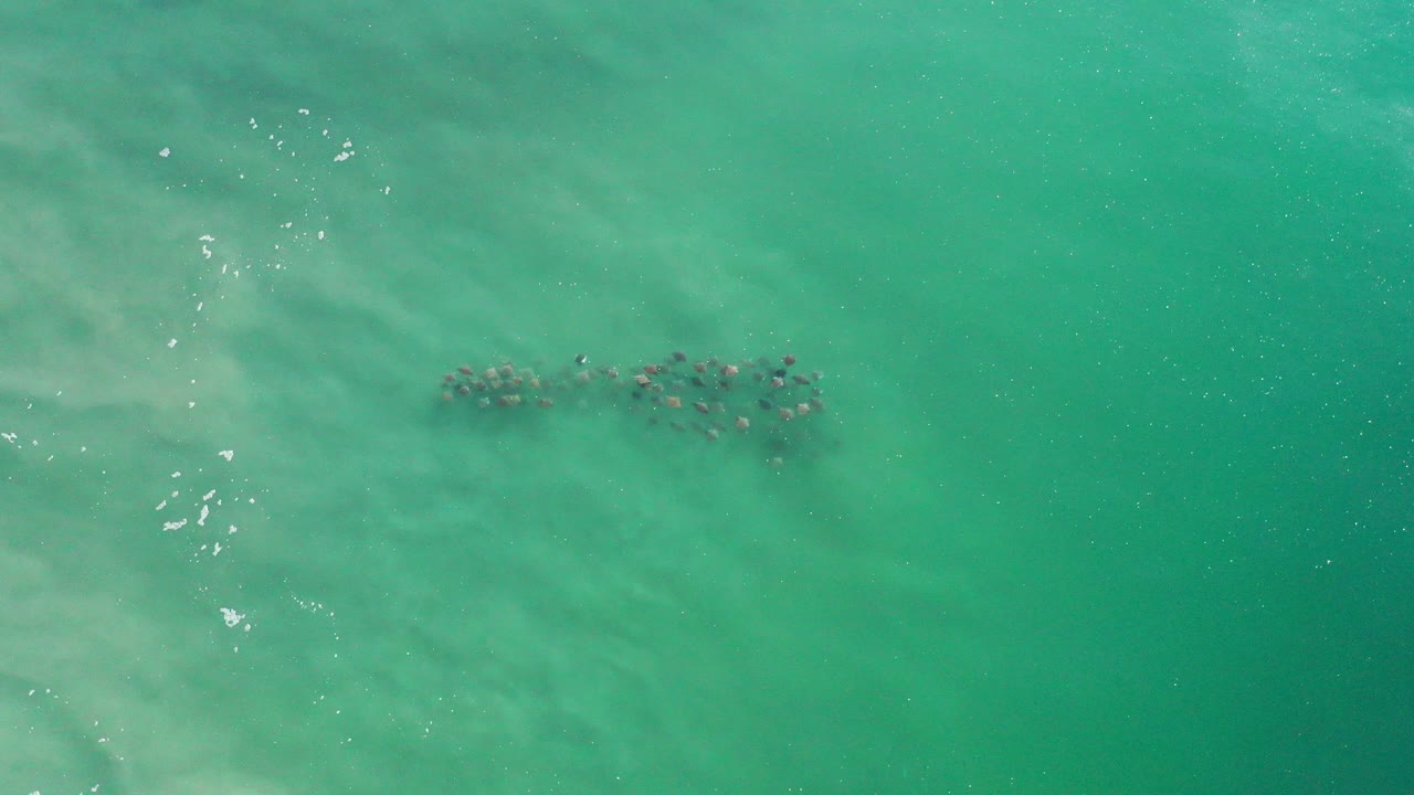 Aerial view of small animals grouped in turquoise ocean water.