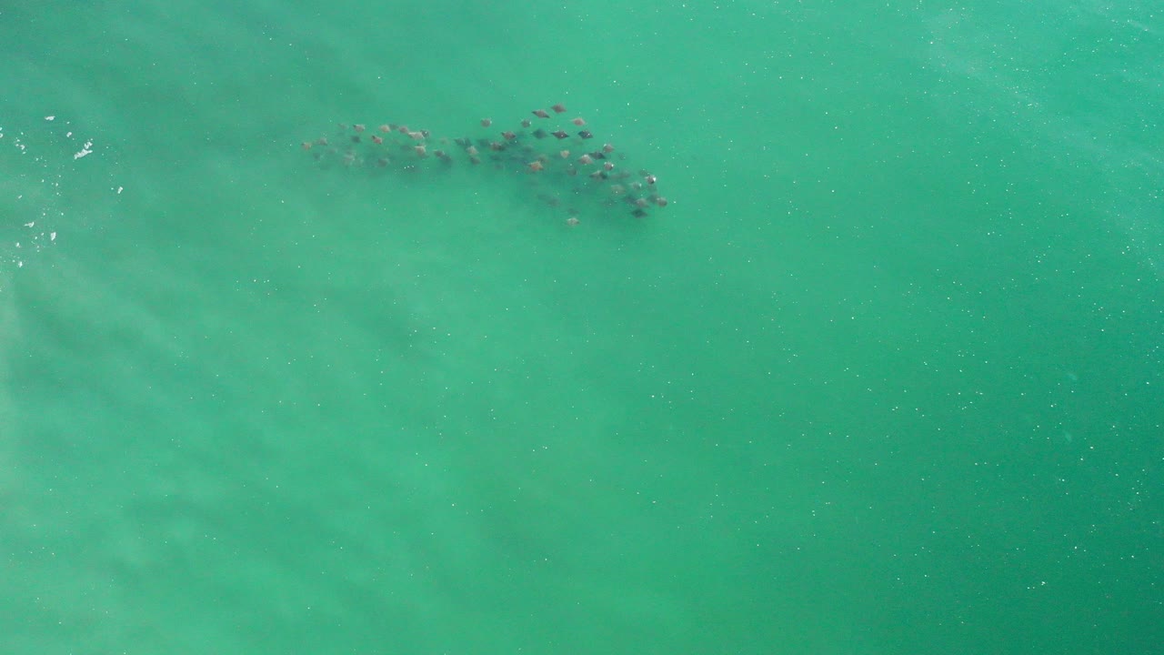 Overhead view in Los Cabos, Mexico, of a compact school of fish near the upper left of clear green water, with no visible people.