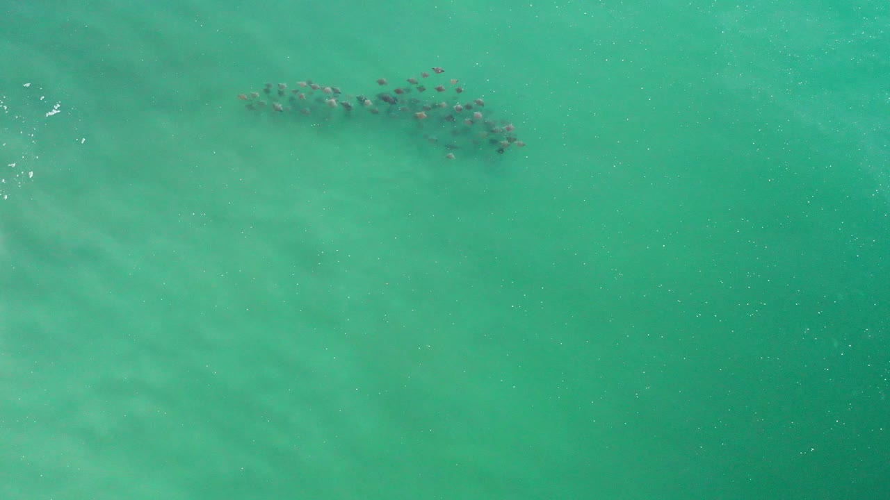 School of fish near the top of green ocean water.
