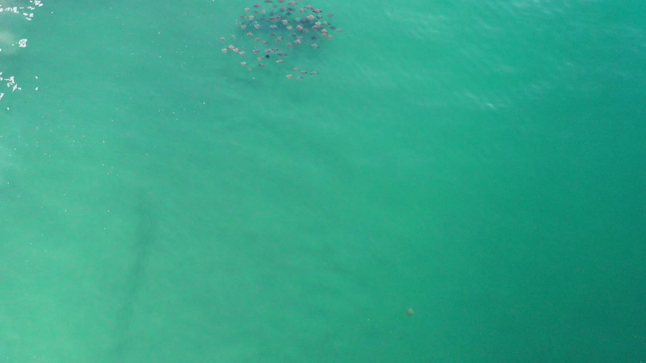 Overhead frame from Los Cabos, Mexico showing turquoise green water, a compact cluster of small dark floating objects near the top edge, soft ripples, and no visible people.